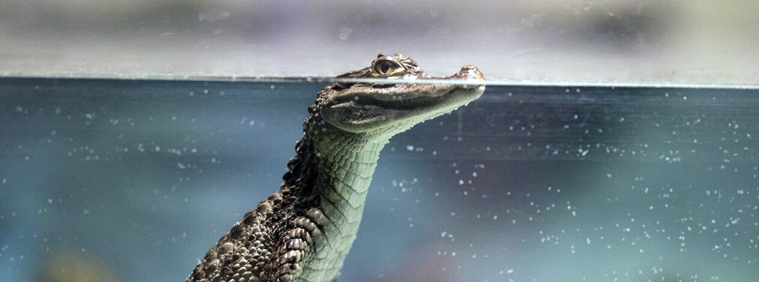 The study clarifies the mystery of crocodilian hemoglobin