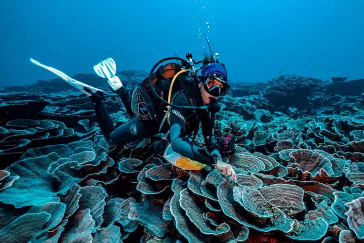 New study highlights urgent need to safeguard deep reefs